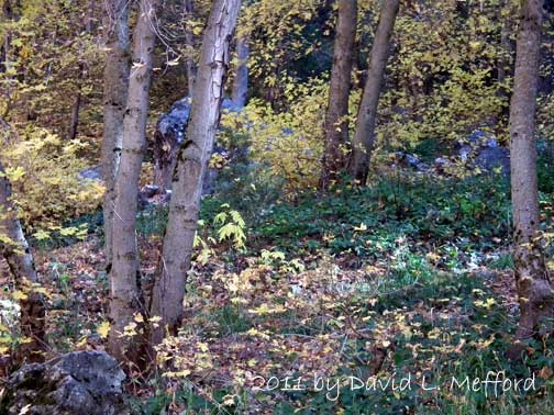 Trees- Tibble Fork